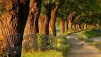 澳门皇家赌场背景音乐-澳门皇家赌场背景音乐，旋律与氛围的交织